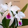 C. Eva's Fabula Para Ti..